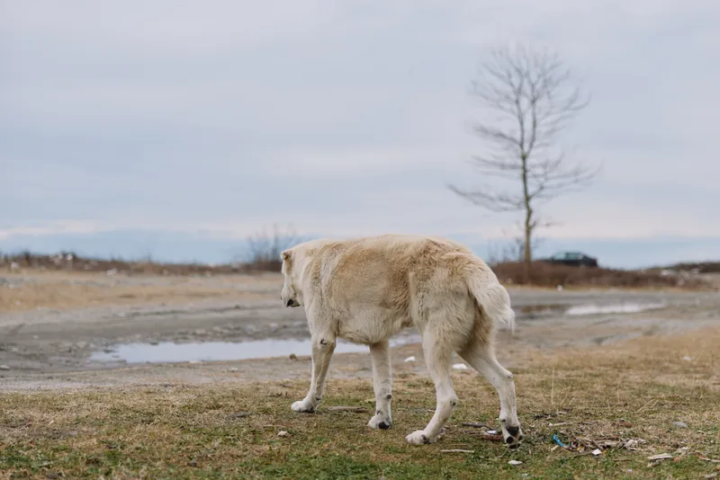 Wolf walking across a barren field under a cloudy sky, lone animal in open landscape, tranquil natural scene with muted tones, weathered earth and distant trees, ideal for nature and wildlife themes