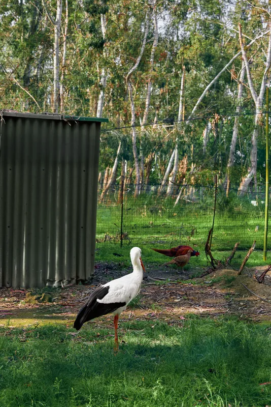 Stork and chicken in a farm yard near a corrugated shed, bird standing on green grass by birch trees in a rural landscape, white and black feathered stork portrait in peaceful countryside.