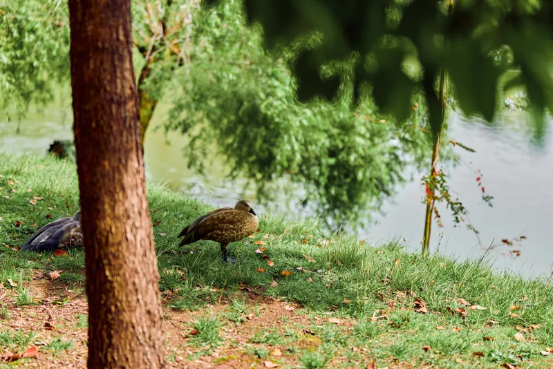 duck and bird by pond and water, standing on grass near a tree with calm reflection, park nature scene showing wildlife and serene outdoors habitat by the green shore