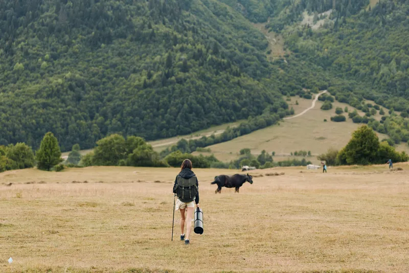 A lone hiker walks across a wide meadow carrying a bag and trekking pole toward grazing cattle, with rolling hills and trees in the background.