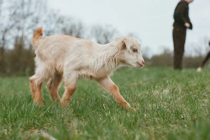A young light brown goat kid walks on green grass in a natural outdoor setting while two blurred people stand in the background, capturing a peaceful lifestyle moment.