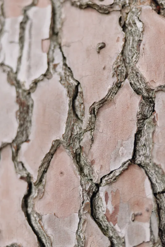 Tree bark close up showing cracked, weathered texture with earthy tones, rough surface and natural patterns, highlighting organic detail and rugged exterior