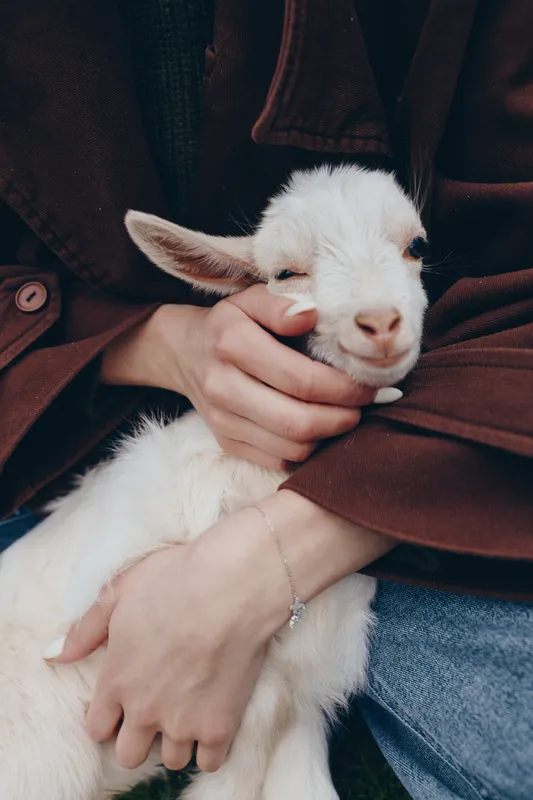 A gentle moment with a person cradling a white goat kid, outdoors, warm light, showing lifestyle affection and bond between human and animal