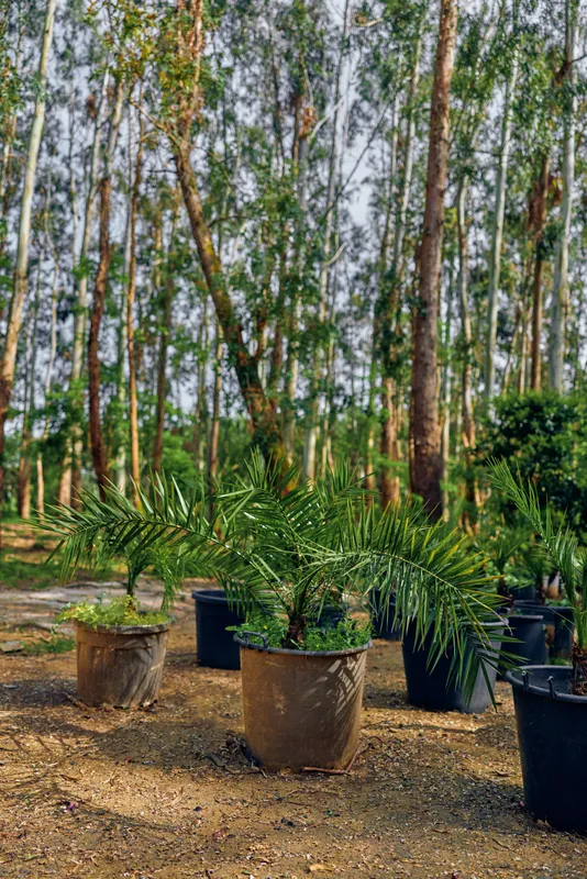 Potted palm nursery plants and sapling trees in fabric and plastic pots on dry soil, garden propagation area with young foliage, trunks and outdoor greenery beneath tall forest trees in soft light.