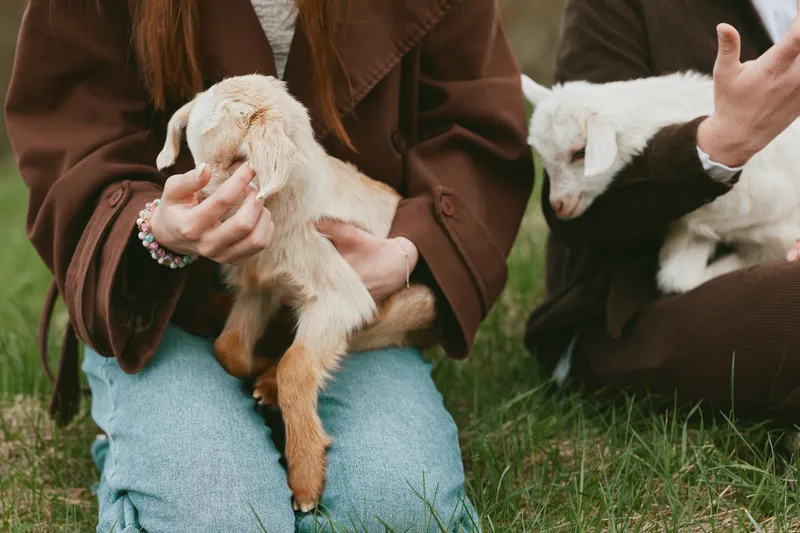 Goat, kid, animal, lifestyle, outdoors, nature, family, countryside. Two people cradle young goats in a grassy field, warm coats and soft textures conveying care, bonding, and rural everyday life.