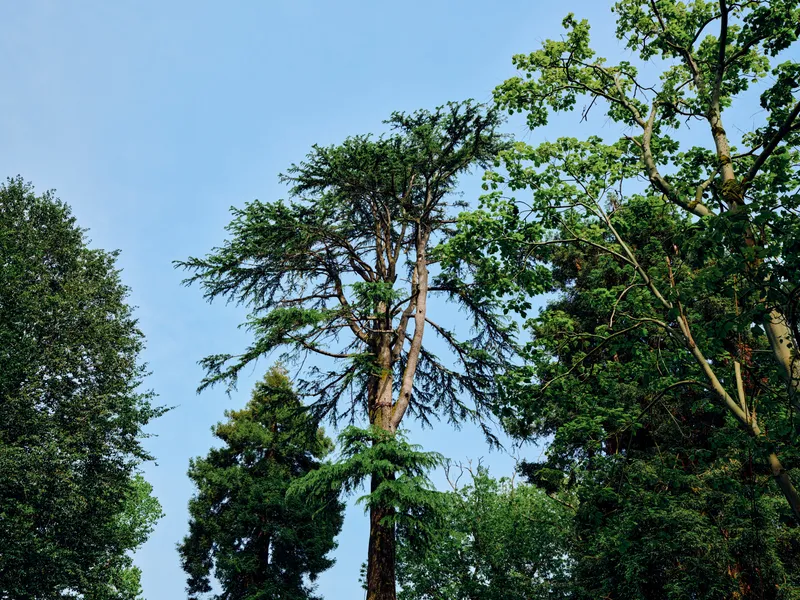 Trees, forest, canopy, foliage, sky, nature, green, outdoors. Tall mixed trees form a leafy canopy against a clear blue sky, summer woodland scene with textured trunks and dense green leaves.