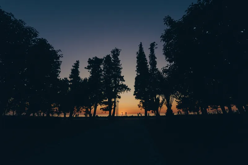 Sunset silhouette of tall trees and calm horizon with deep blue and warm orange film colors, creating a peaceful natural landscape at dusk.