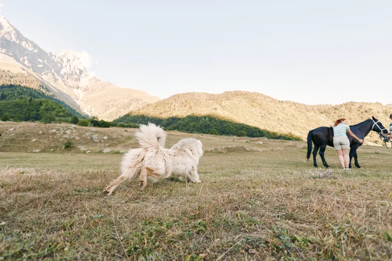 Dog poodle running in meadow with another dog as woman stands by a horse near mountain range, field scene in outdoors, playful pets and equestrian companion in rural nature.
