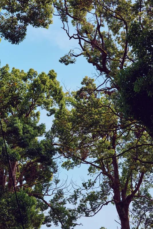 trees, treetops, canopy, foliage, sky, nature, forest, green view of sunlit branches and leaves against a clear blue sky, peaceful woodland scene with daylight filtering through tall trunks