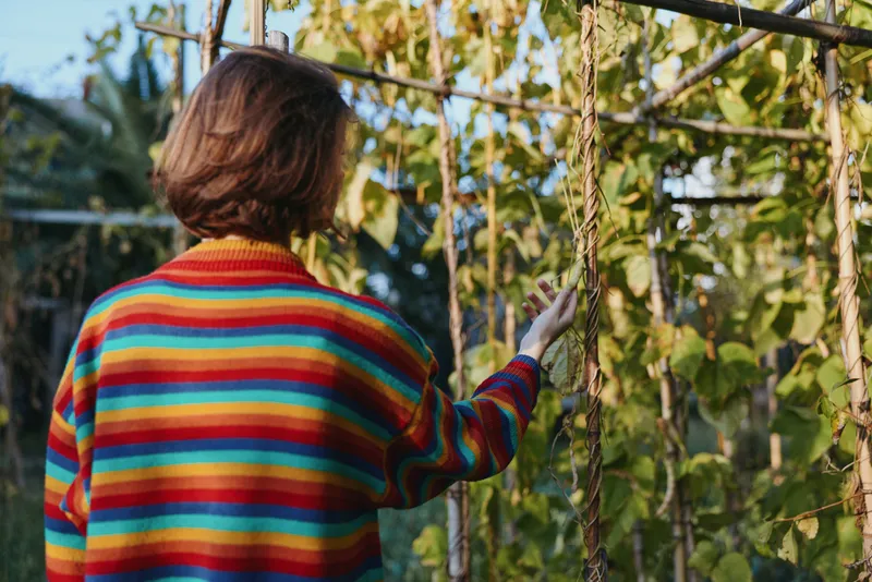 Person in striped sweater seen from back in a garden greenhouse, touching climbing vines and green plants with one hand, inspecting pods for harvest, gardening activity and outdoor care.