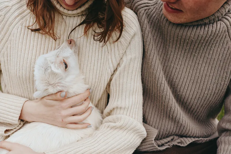 Two people in cozy sweaters cradle a fluffy white cat, sharing affectionate moments on a comfortable couch, a warm calm scene that highlights companionship and gentle touch