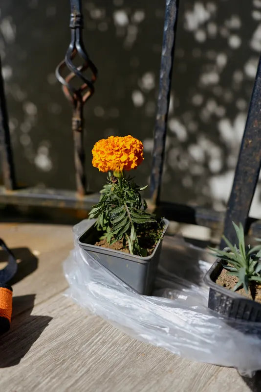 Calm outdoor scene with a vibrant marigold in a small pot on a wooden deck, metal railing behind, sunlight filtering, plastic sheet nearby, simple home gardening moment