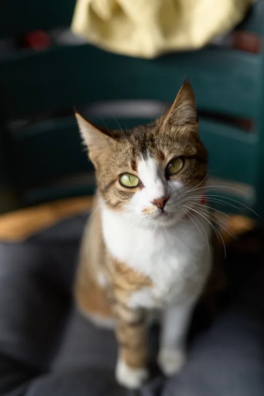 Curious tabby and white cat sits upright on a soft cushion in a cozy home, gazing directly at the camera with bright green eyes and an earnest, attentive expression.