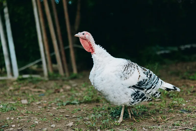 turkey white turkey domestic turkey farm turkey poultry tom turkey adult turkey walking in rural farmyard, white feathers with black markings, alert posture, foraging on grass soil under trees