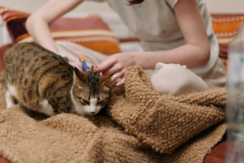 Woman lifestyle moment, woman hands gently petting cat on cozy couch indoors, relaxed posture, warm soft light, beige blanket, calm atmosphere, pet companionship, soft focus, quiet home