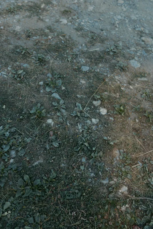A close view of soil and sparse vegetation in an outdoor setting, showing small leaves and scattered stones, capturing a quiet, natural ground scene.