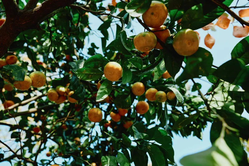 Close view of citrus tree with ripe oranges, leafy branches and dappled sunlight, conveying harvest, freshness and outdoor nature scene with vibrant fruit in a sunny orchard atmosphere