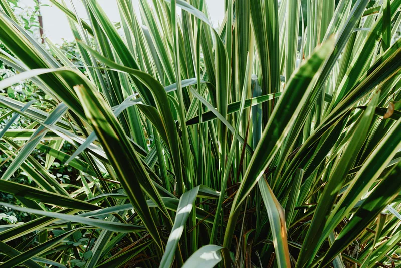 Close up of dense green leaves and blades, lush foliage filling frame, natural plant life with vibrant texture and soft light, fresh garden mood