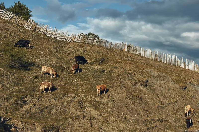 Landscape with grazing cattle on a gentle hillside under a wooden fence and cloudy sky, peaceful rural scene featuring livestock and open space
