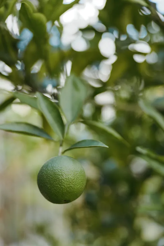 Green citrus hanging fruit on a citrus tree in a tropical garden, closeup of an unripe orange with textured peel and glossy leaves, soft morning light, fresh organic produce in backyard orchard.
