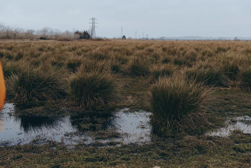 Landscape wetland meadow with dense grass and small puddles, outdoors in rural countryside, cloudy sky and calm water reflections, nature background for outdoor lifestyle, quiet seasonal mood