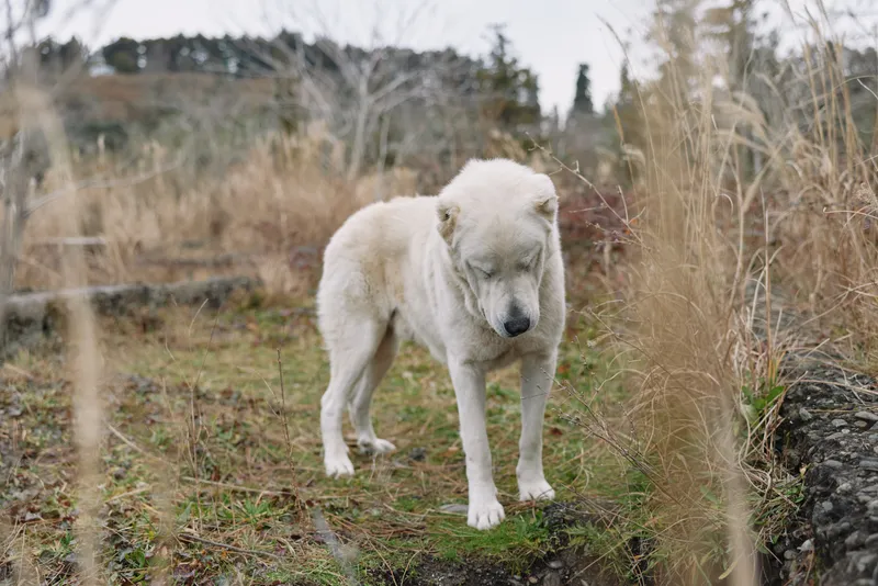 Dog white canine in a grassy field standing calmly among tall plants with a natural outdoor landscape and peaceful rural surroundings