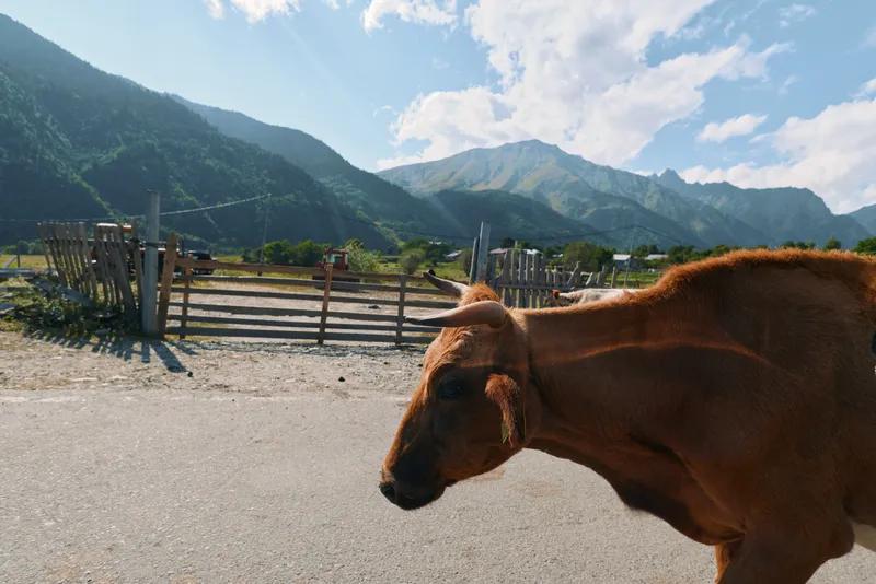 A brown horse walks along a dusty road beside a wooden fence with distant mountains and a clear blue sky in the background, creating a calm rural landscape.