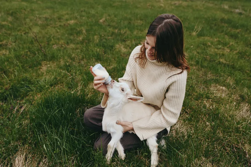 A woman gently feeds a goat kid with a bottle in a sunny field, capturing a calm, intimate farm lifestyle moment outdoors.