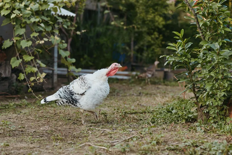 Turkey, farm, backyard, walking, white, adult — Adult white speckled turkey walking and foraging in a rustic backyard garden near shrubs on dry grass, calm livestock scene for agriculture use.