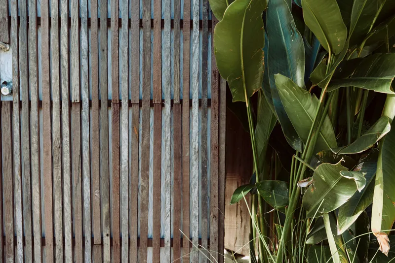 Outdoor scene with a wooden fence and lush plants, natural light highlights textures, relaxed vibe, casual lifestyle, earthy tones, greenery fills the frame and sunlit