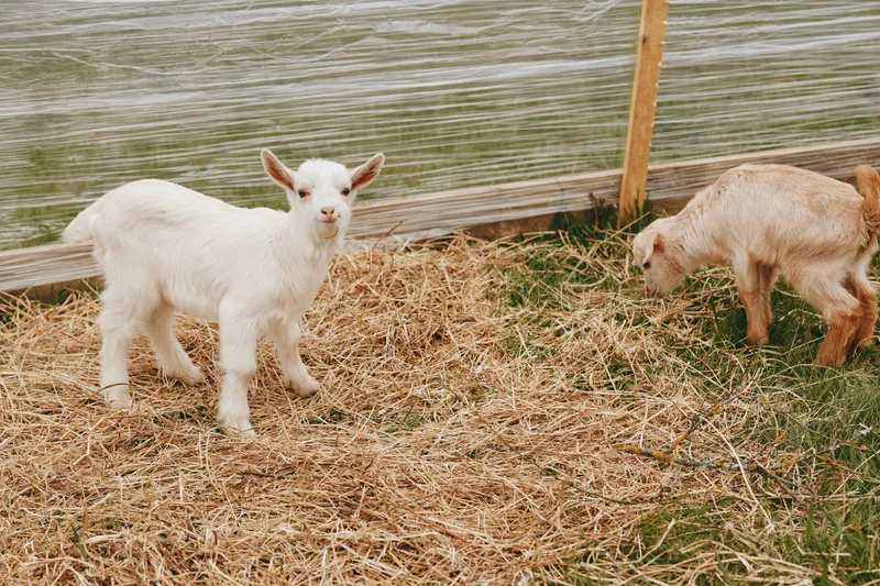 A playful goat kid stands in a straw filled pen on a farm, while another kid grazes nearby. Bright natural light highlights rustic rural life and calm animal companionship.