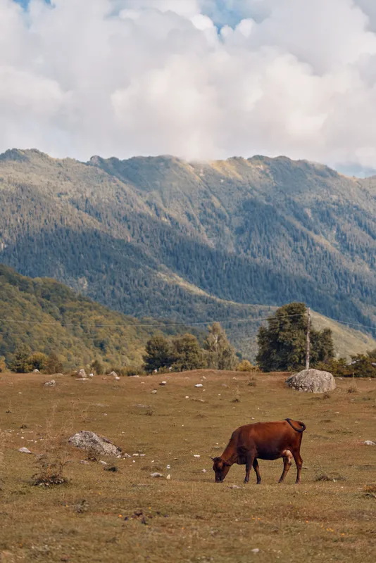 Cow grazing in meadow with mountains background pasture landscape under cloudy sky wide