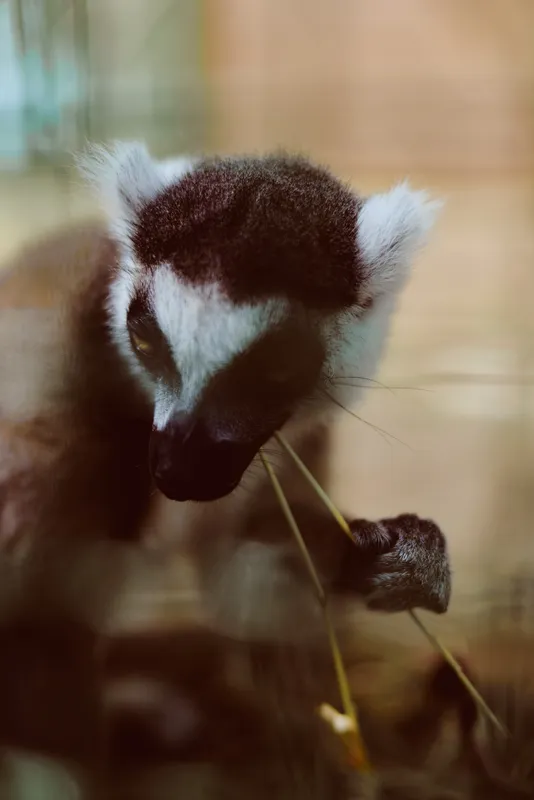 Lemur primate animal wildlife portrait closeup eating mammal captured in soft light, detailed face and hands holding a plant stem, calm expression and natural feeding behavior.