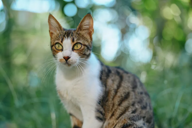 A curious tabby cat sits outdoors in a sunny garden, gazing toward the camera with bright eyes and alert ears. Lush green foliage frames the scene for a peaceful natural mood.