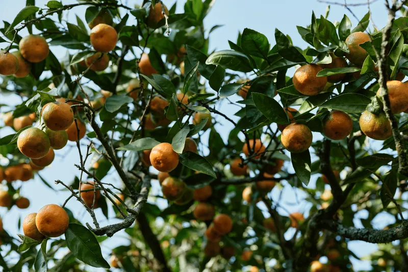 Oranges growing on a lush tree with green leaves and bright fruit, sunlight filtering through branches, a natural orchard scene highlighting harvest readiness and seasonal growth
