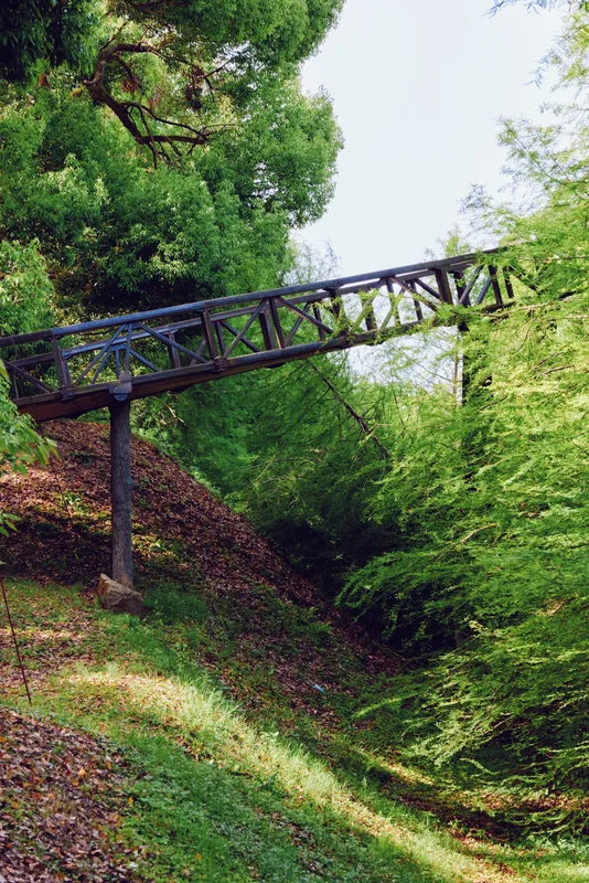Bridge over a wooded ravine in a green forest with metal structure crossing a steep slope, dense trees and leafy ground covering, nature scene with rustic elevated walkway.