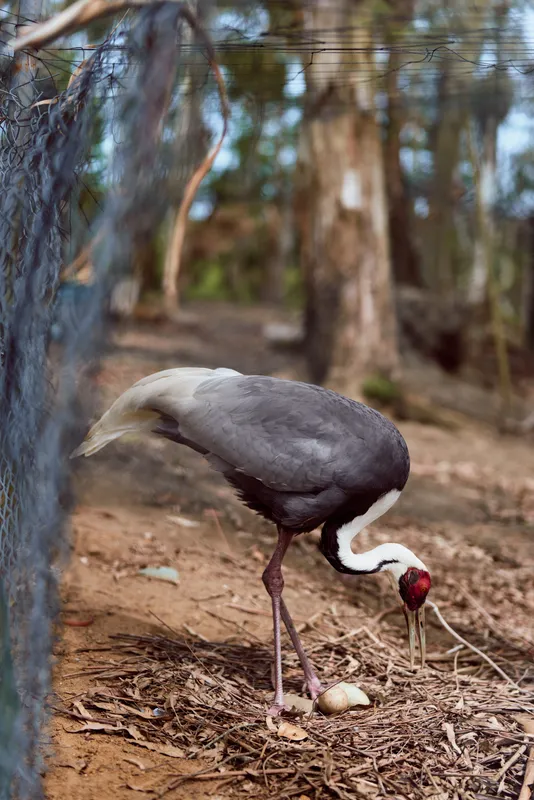 crane bird eggs nest enclosure fence adult ground feeding and inspecting two eggs on sandy earth, long legs and curved beak in captive aviary setting with mesh and natural background