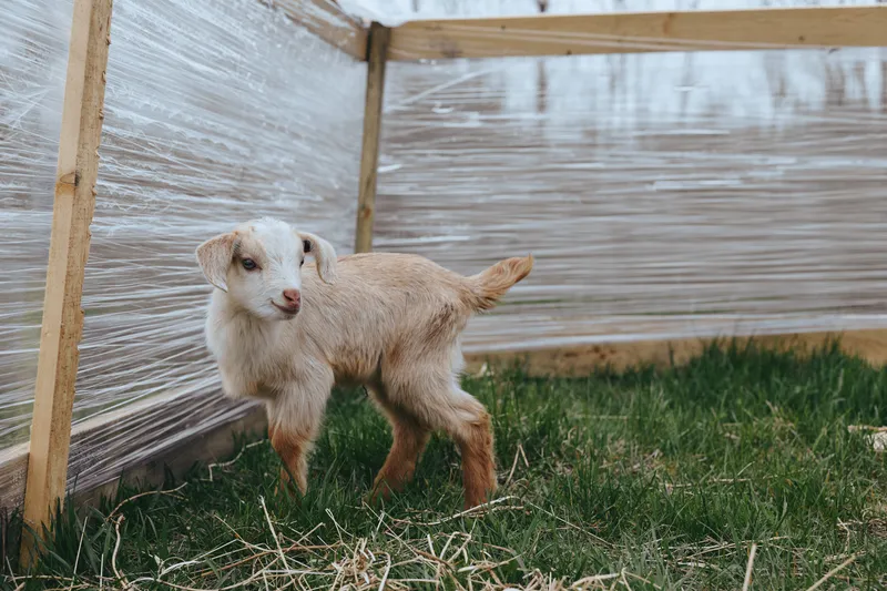 Young goat stands on green grass inside a wooden fenced enclosure with plastic wrap, exploring the outdoor space in a natural lifestyle farm setting during daytime.