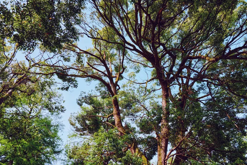 Tree canopy and tall trees with sunlight filtering through green leaves and branches in a forest setting, nature scene emphasizing texture, height and serene outdoor atmosphere.