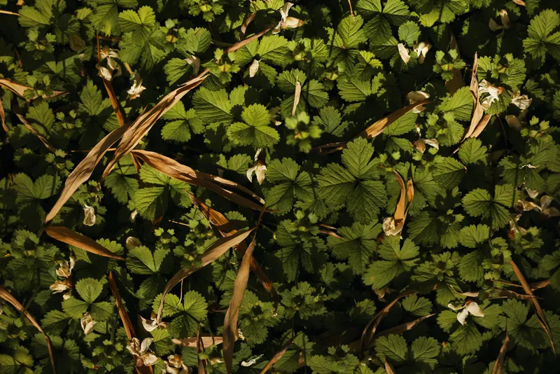 Groundcover wildstrawberry leaves green flowers foliage nature forestfloor with dried grass and small white blossoms in shaded closeup for botanical texture and outdoor background