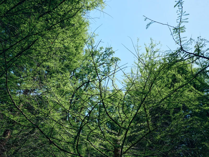 Trees canopy leaves sky branches forest green nature in an upward view of dense woodland, sunlit foliage and open blue sky, peaceful outdoor scene for hiking and conservation.