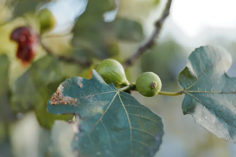 Unripe figs fig branch green fruit fig leaves closeup nature plant garden: close-up of small unripe figs on a leafy branch in a backyard garden, rustic mood and soft natural light.