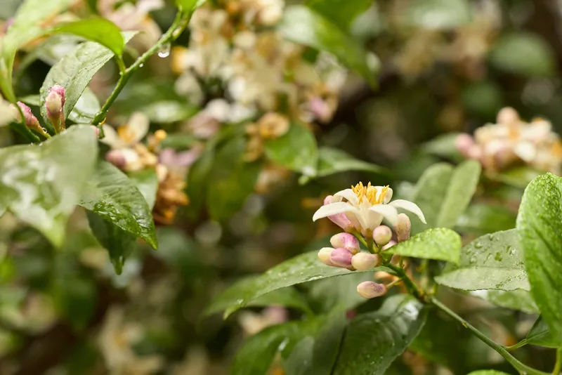 Close up of delicate blossoms on a leafy shrub, soft pink petals, dew on leaves, outdoors garden scene, portraying a calm woman lifestyle moment in nature