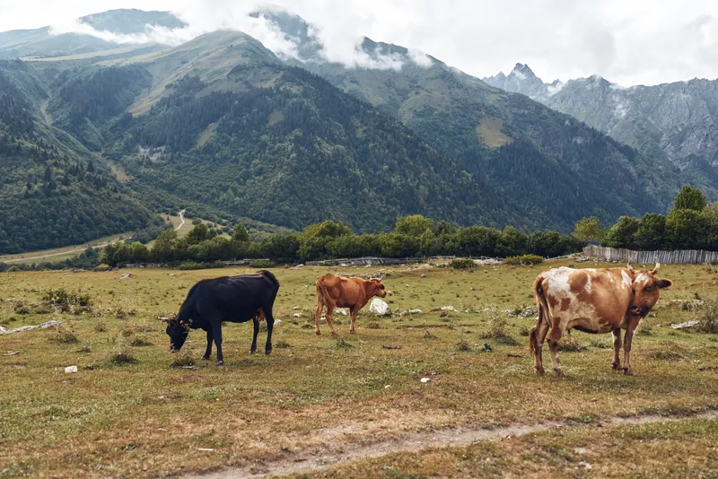 Cows grazing on mountain pasture meadow in rural
