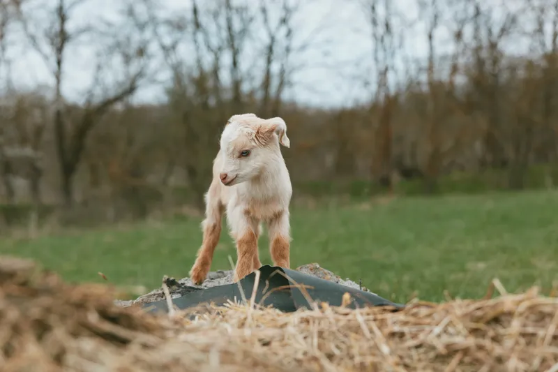 A young goat kid stands on a rock in an open field, exploring the bright countryside. A lifestyle moment that captures curiosity, playfulness, and rustic farm charm in a natural outdoor setting.