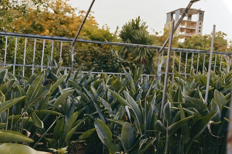 greenhouse, nursery, tropical plants, urban garden, foliage, plant beds - Dense greenhouse nursery with lush tropical plants and broad foliage in urban garden beds, casual young female botanist