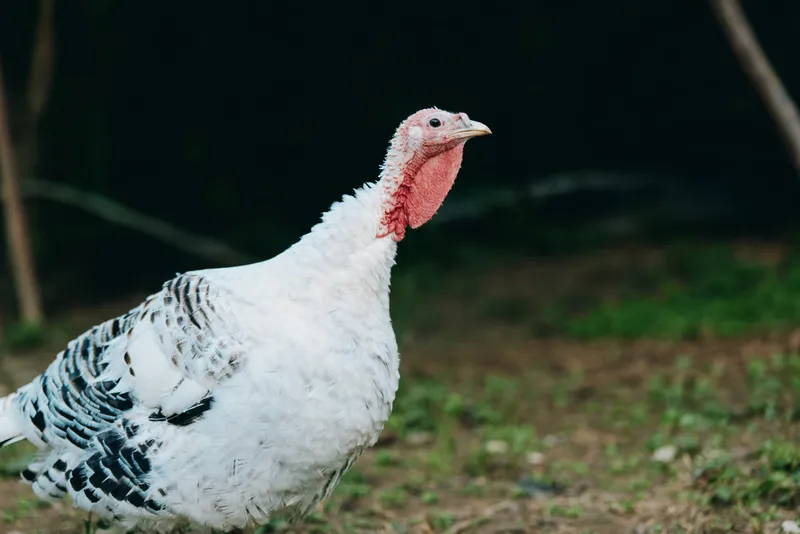 Adult male turkey bird poultry white turkey on farm animal outdoor profile shot with red wattle and speckled plumage, calm and alert, standing in grassy rural farmyard scene.