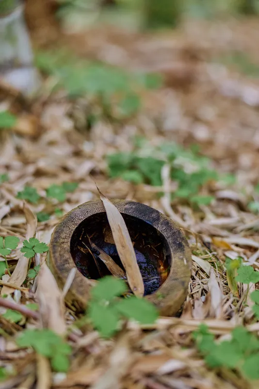 Coconut shell with a dry leaf resting on forest floor among fallen foliage and green undergrowth, closeup nature detail showing texture, brown decay and organic composition.