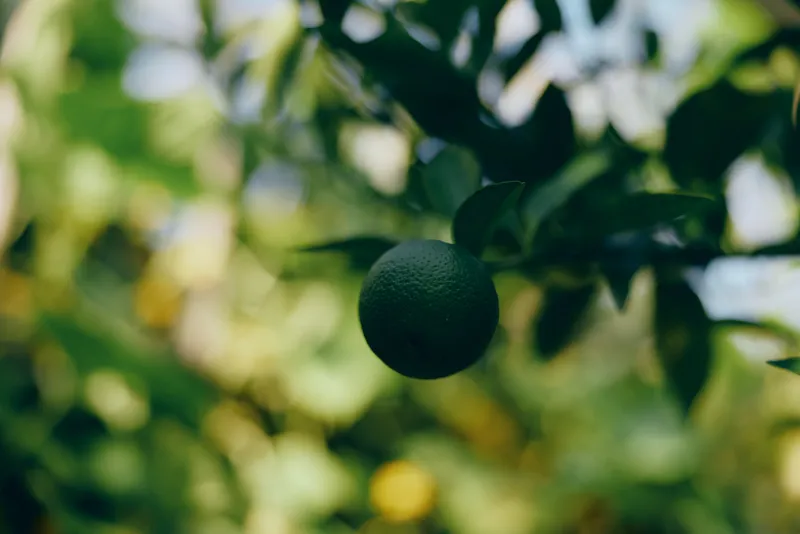 A close-up of a ripe lime hanging from a branch with blurred green foliage in the background
