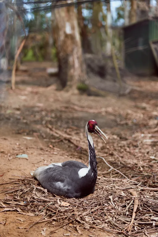 Crane bird nest forest ground wildlife redhead black sitting on nest among dry leaves and tree trunks, natural habitat scene showing resting waterbird and nesting behavior in woodland
